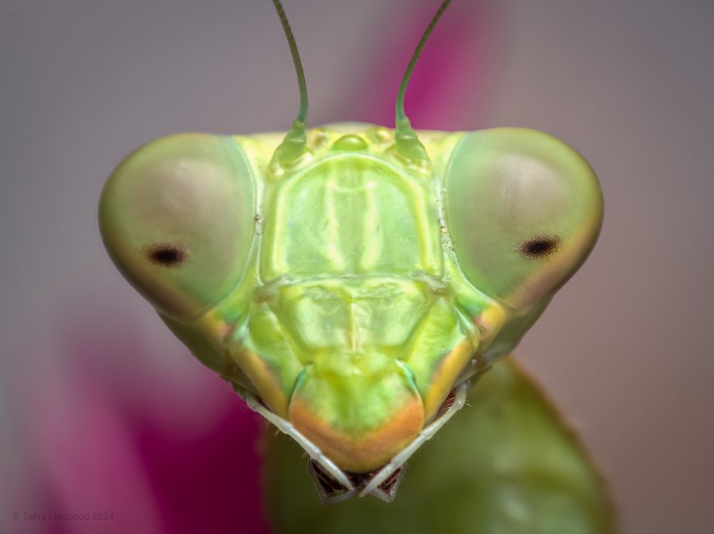 Photograph by Talha Maqsood