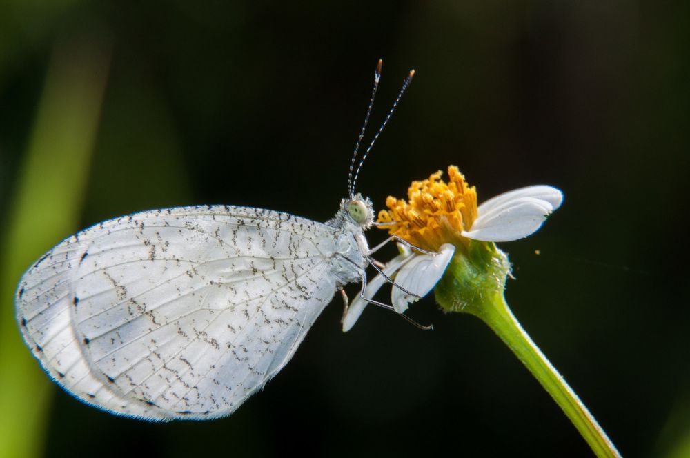 Photograph by Chamara Sulakkhana Polwatta Siriyalage