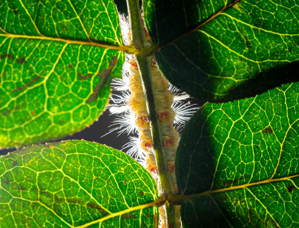 Photograph by Talha Maqsood