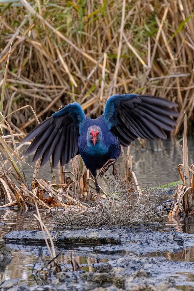 Со всех ног