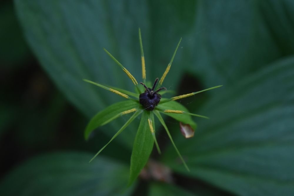 Вороний глаз