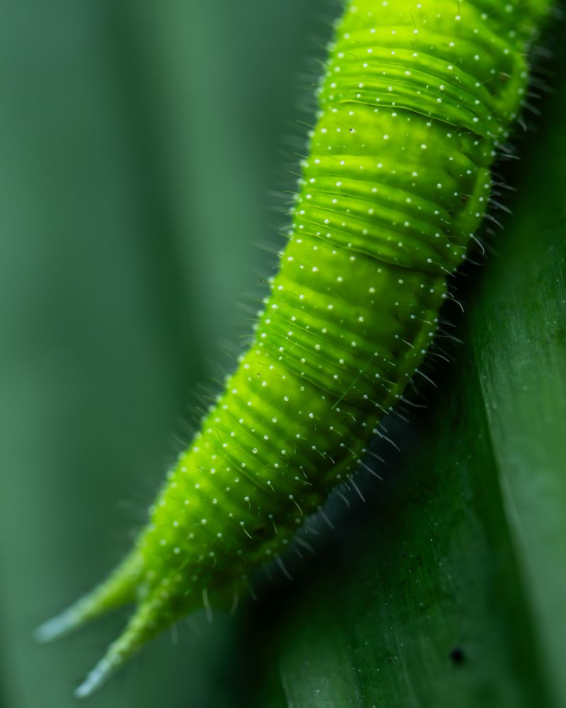 Photograph by Prasad Hamine