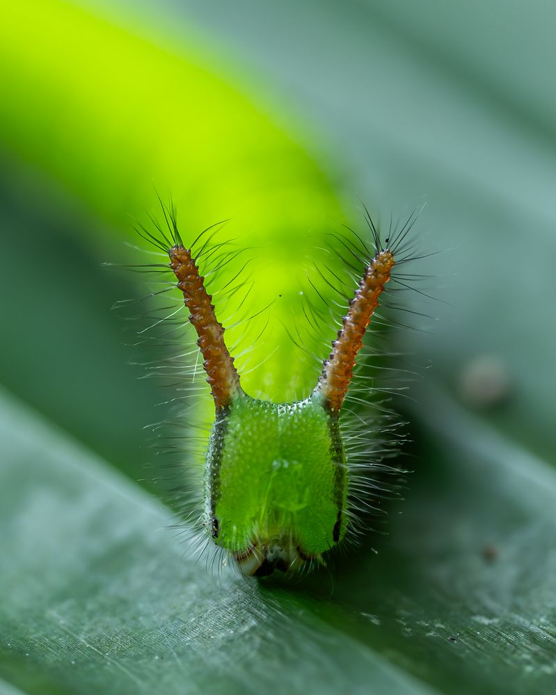 Photograph by Prasad Hamine