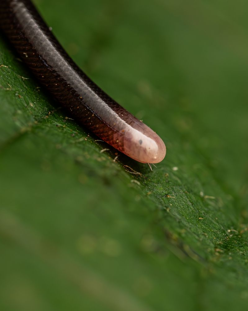 Rare Blind Snake