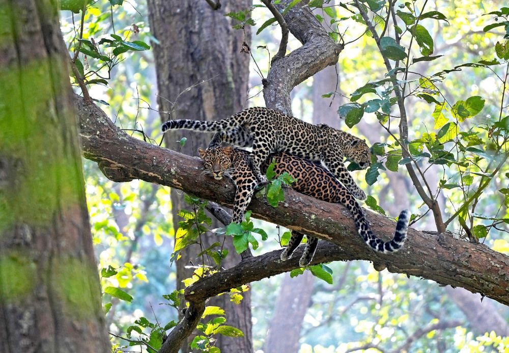 Photograph by Nirmalya Chakraborty