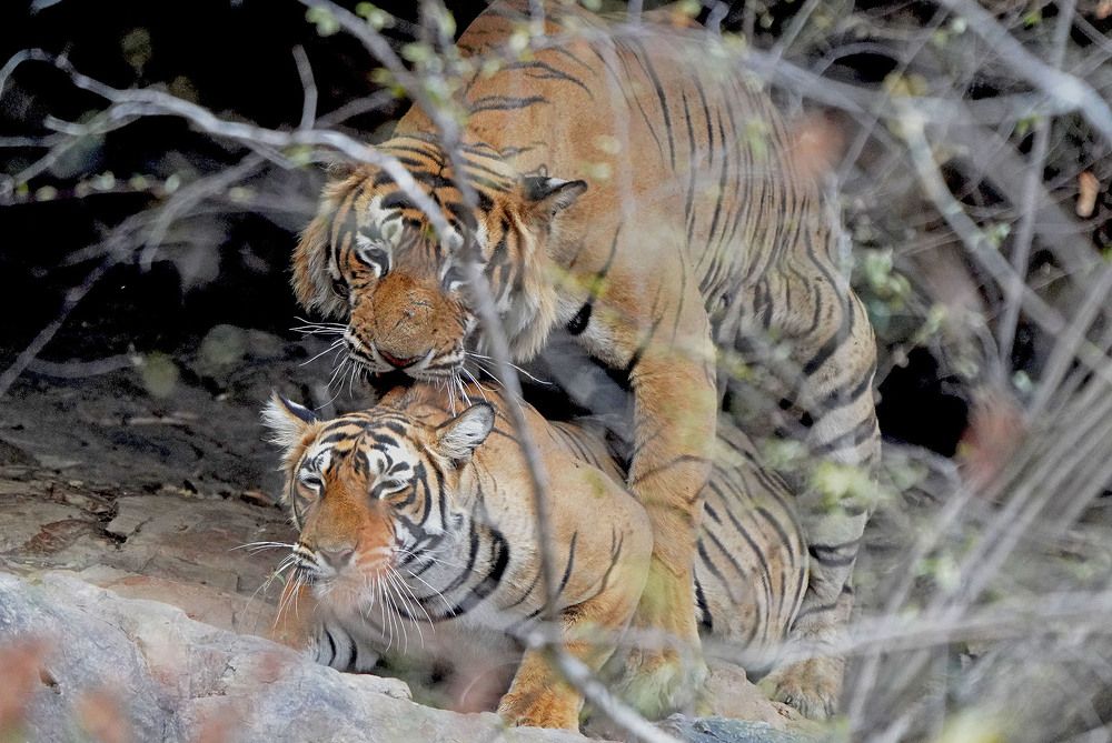 Photograph by Nirmalya Chakraborty