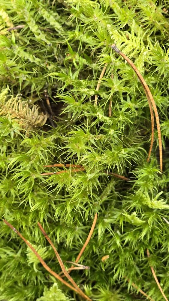 Photograph by Ольга Фомина