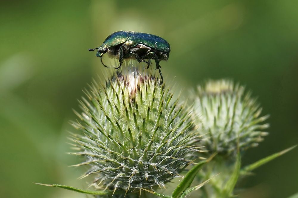 Photograph by Галина Кан