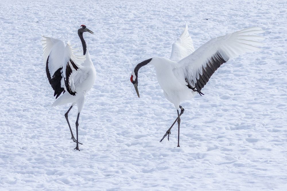 Photograph by Manaska Mukhopadhyay