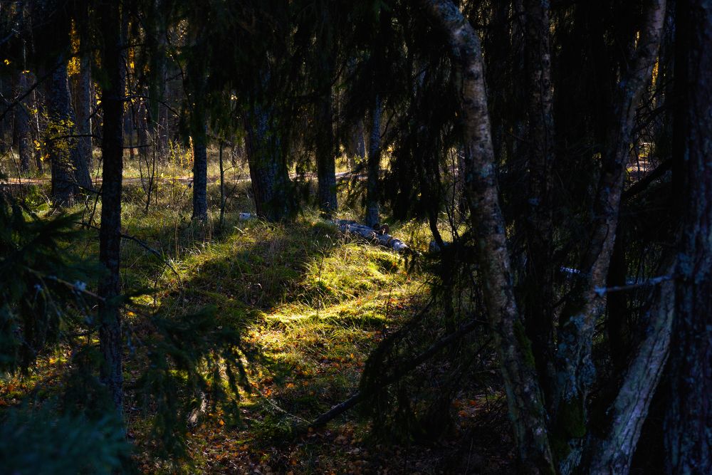 Photograph by Ангела Честнова