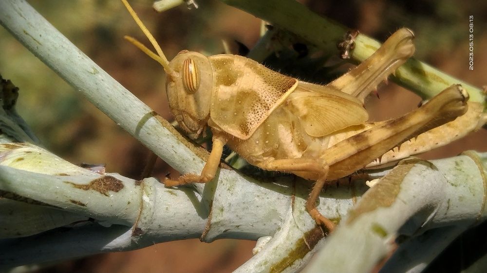 Desert Phantom: The Grasshopper’s Golden Camouflage