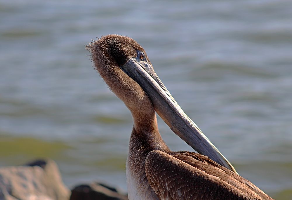 Young Brown Pelican Preening