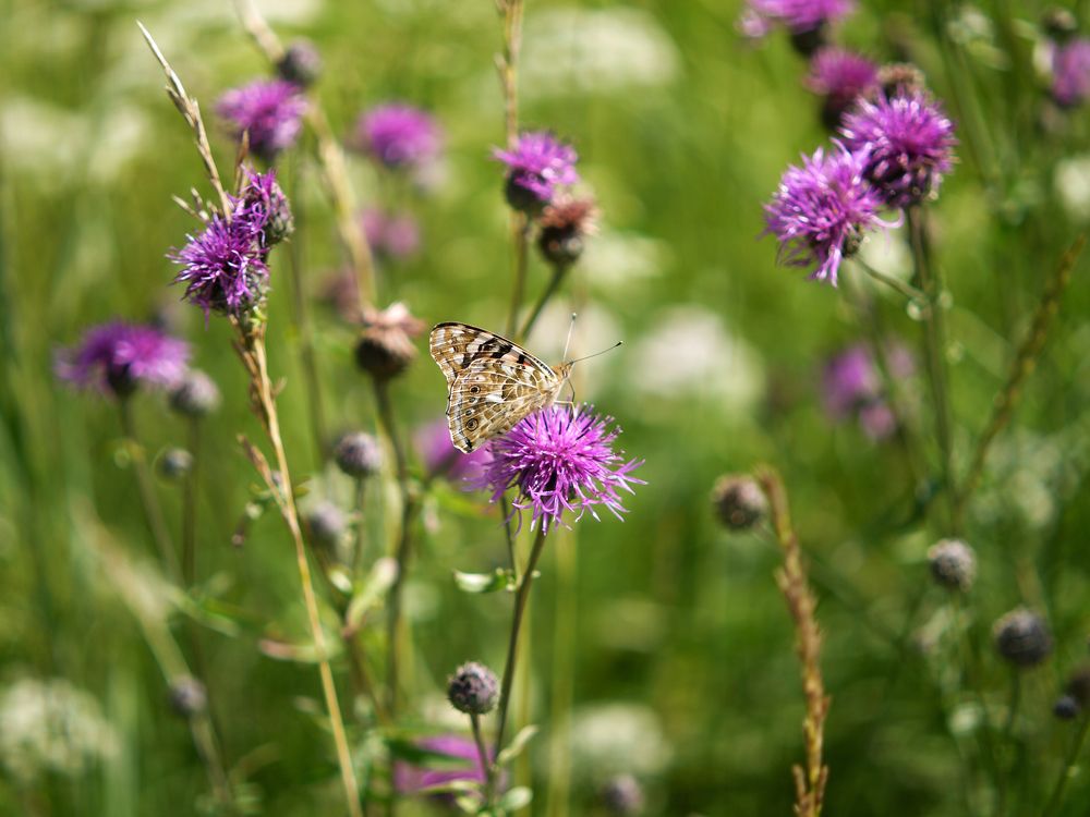 Photograph by Баженова Наталья