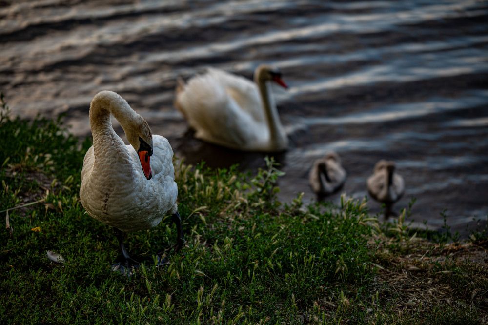 Photograph by Крупченко Роман