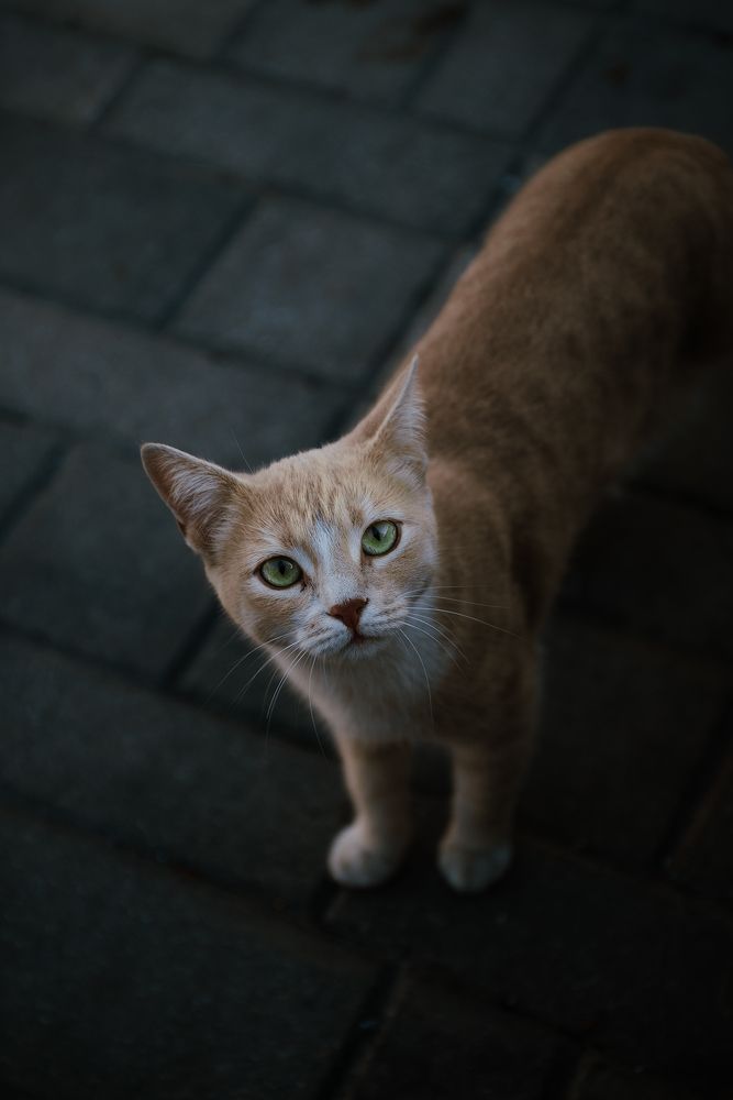 Фотография автора so_lyrich