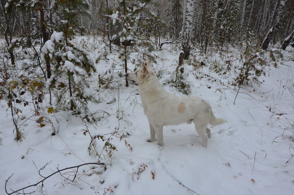 Photograph by Людмила Воропаева
