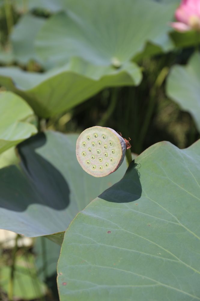 Photograph by Elena Ovsannikova