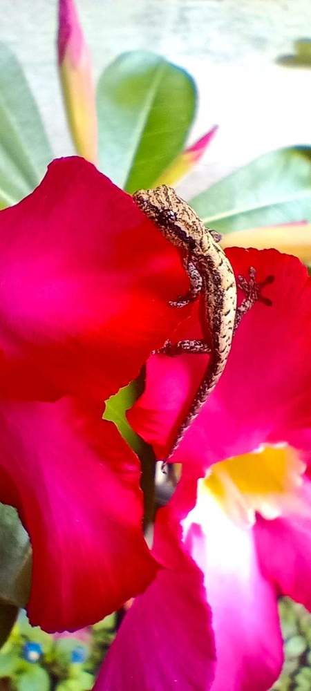 Photograph by Jefferson Ladua