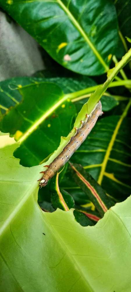 Photograph by Jefferson Ladua