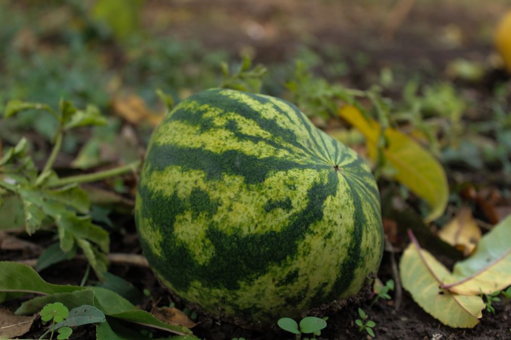 Photograph by Ирина Дмитриенко