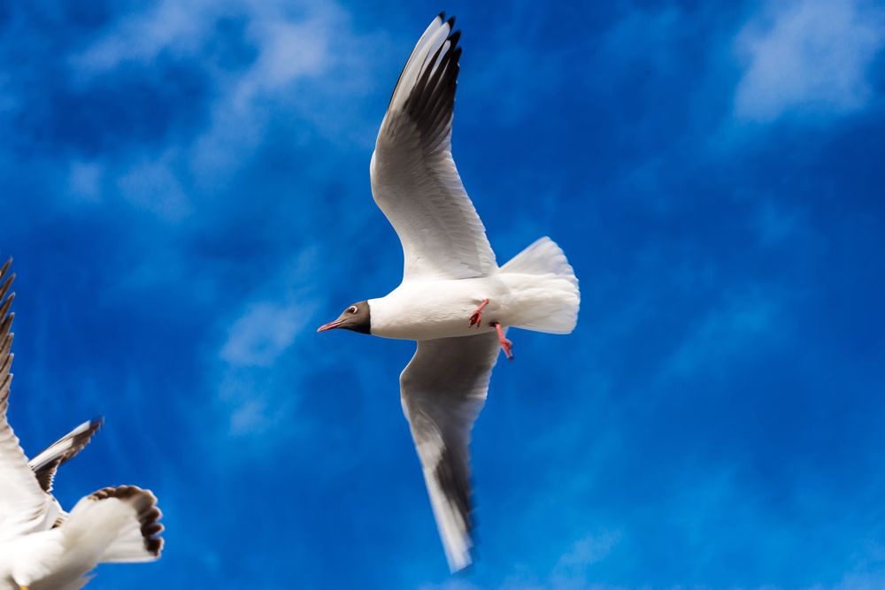 Photograph by Ангела Честнова