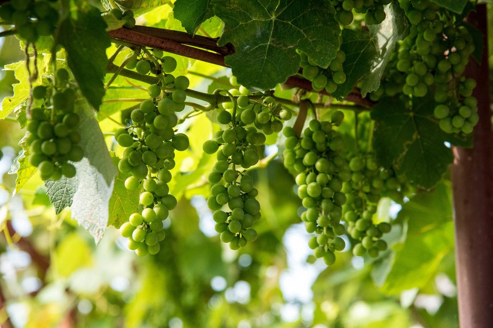 Фотография автора OVIDIU-IOAN TICU