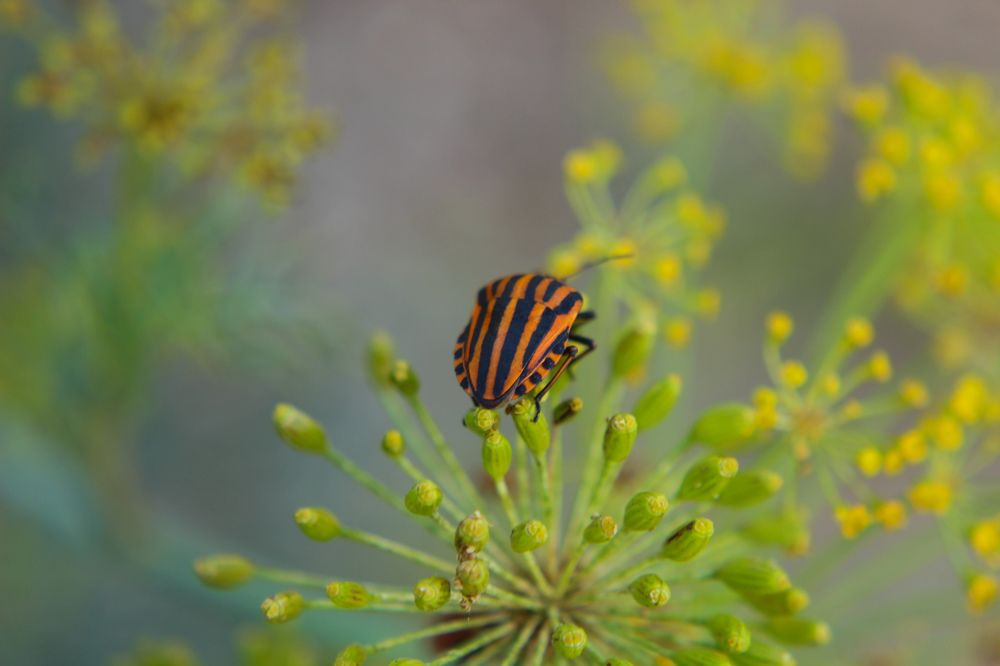 Photograph by Ирина Дмитриенко