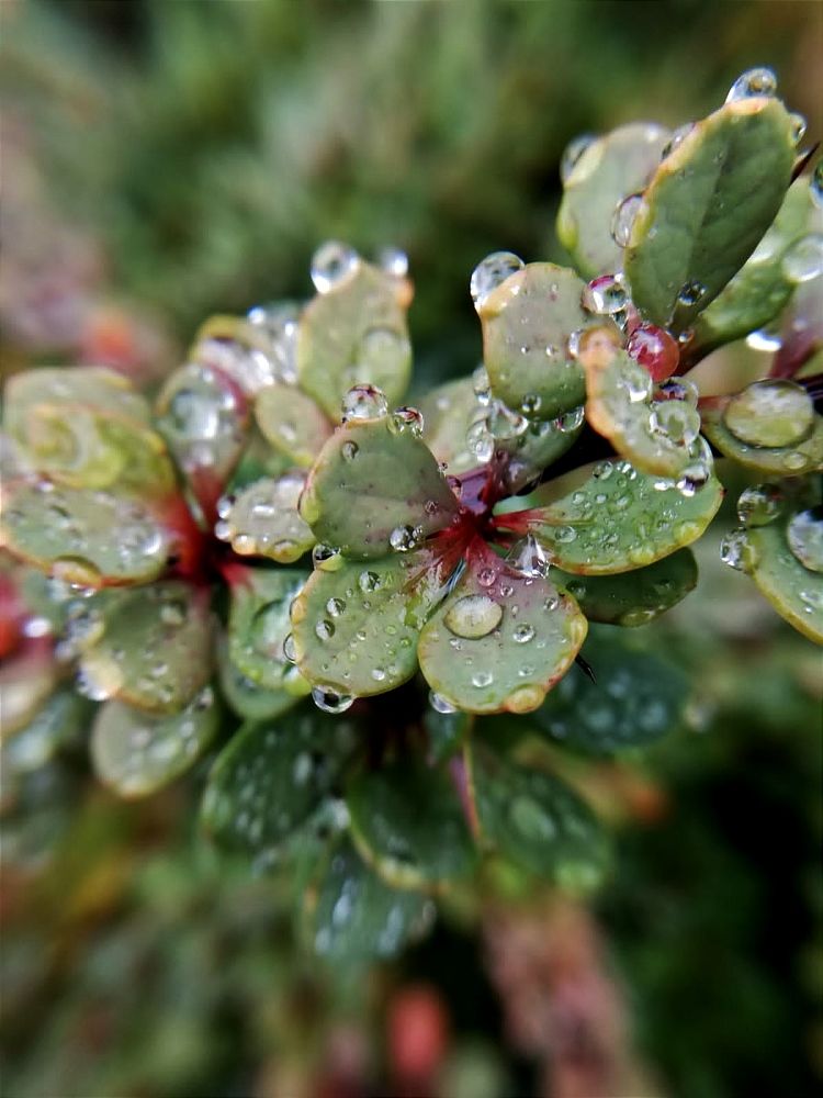 Photograph by Galina Novichkova