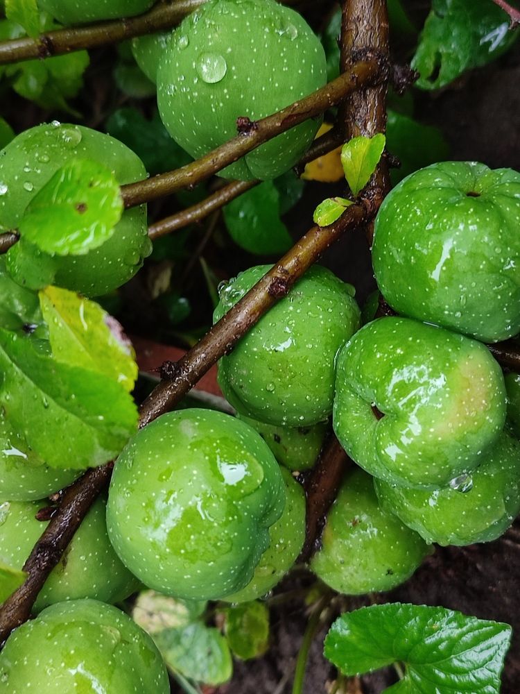 Photograph by Galina Novichkova