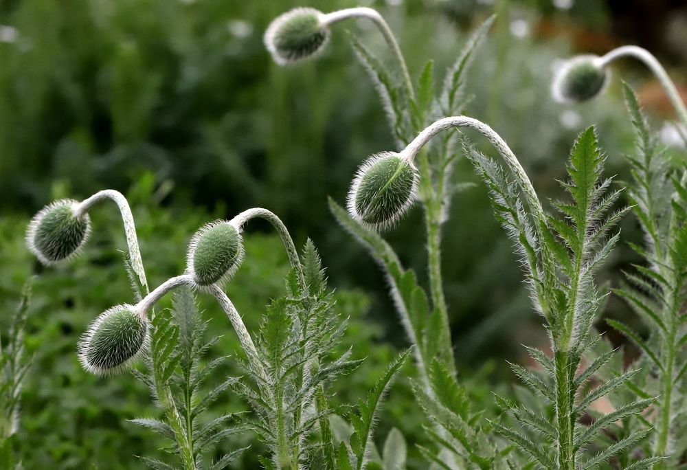 Photograph by елена