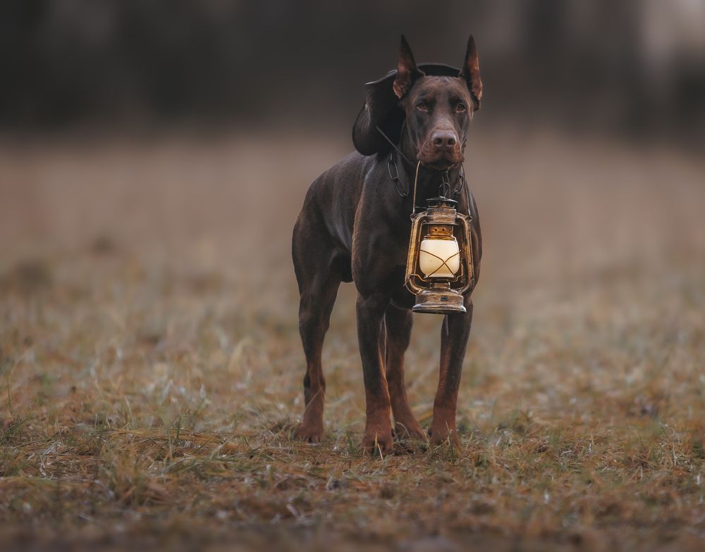 Одинокий «ковбой»