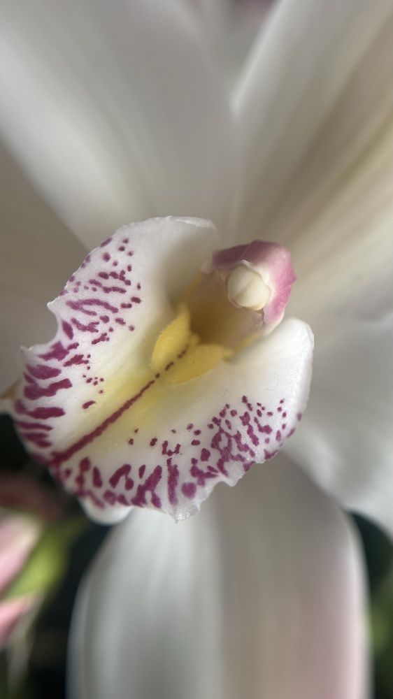 Photograph by Светлана Родионова