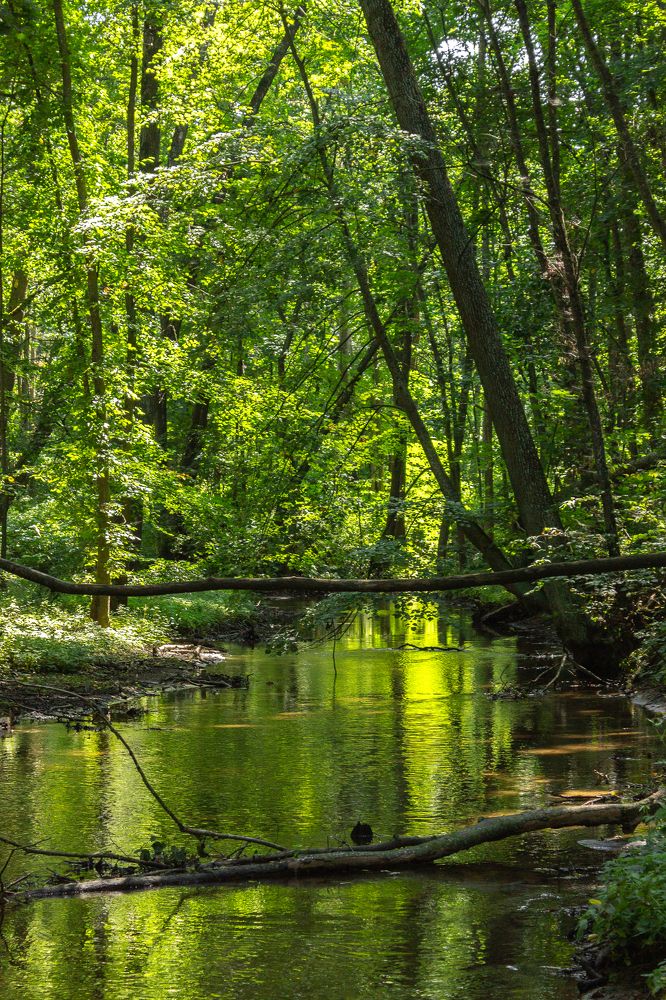 Фотография автора Ольга Войтехович
