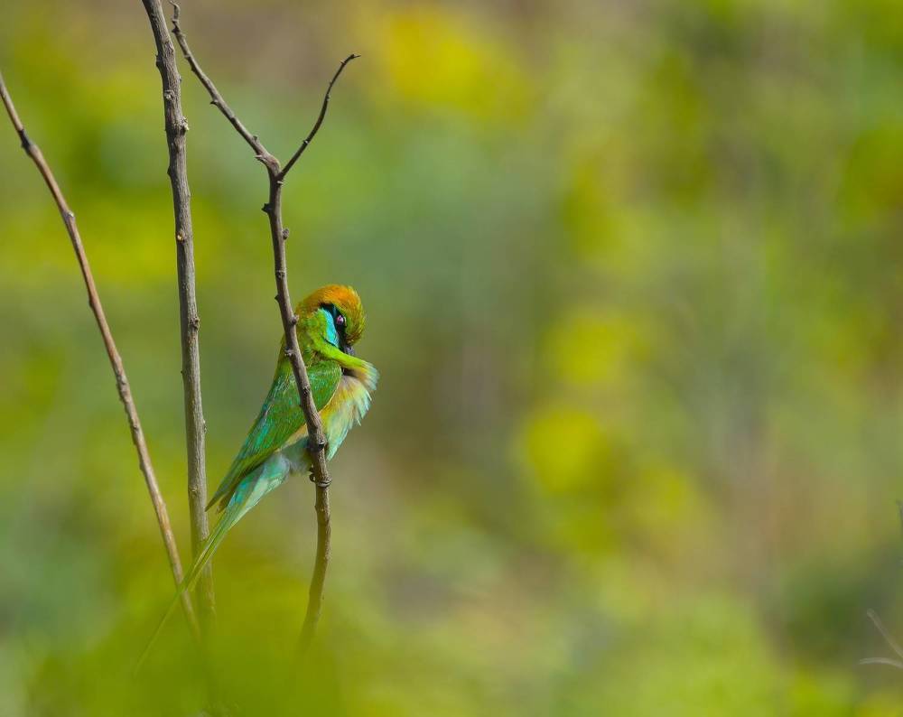 Photograph by G N RAJA