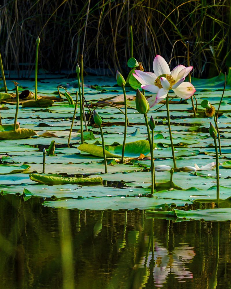 Фотография автора savitri Rawat