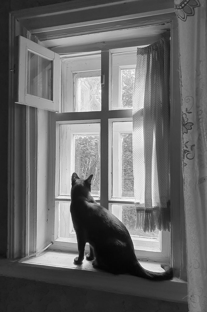 Кошка на окошке