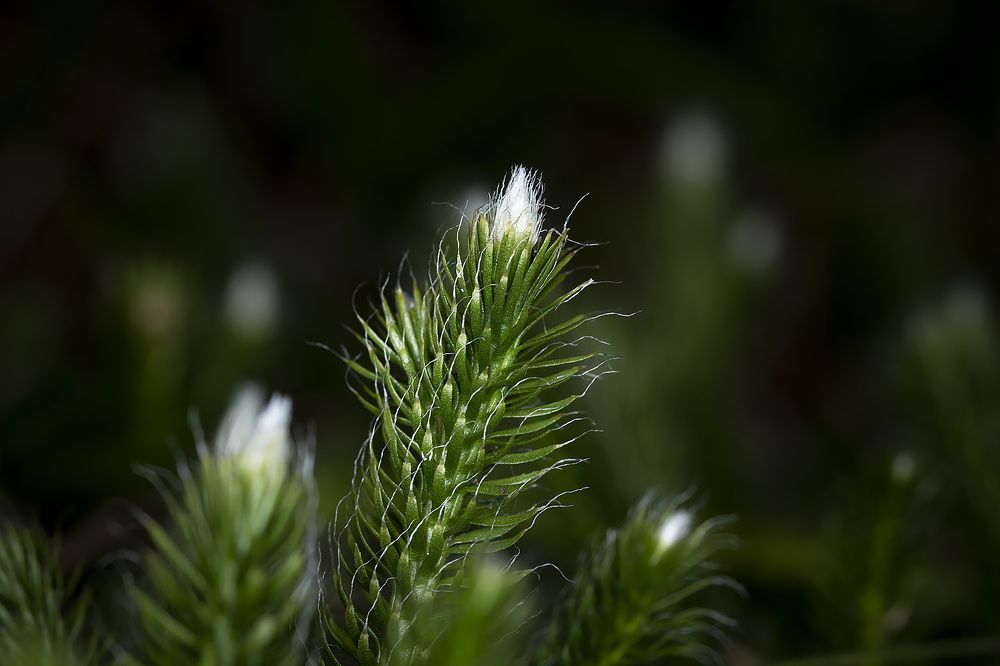 Photograph by Рихард Мисан