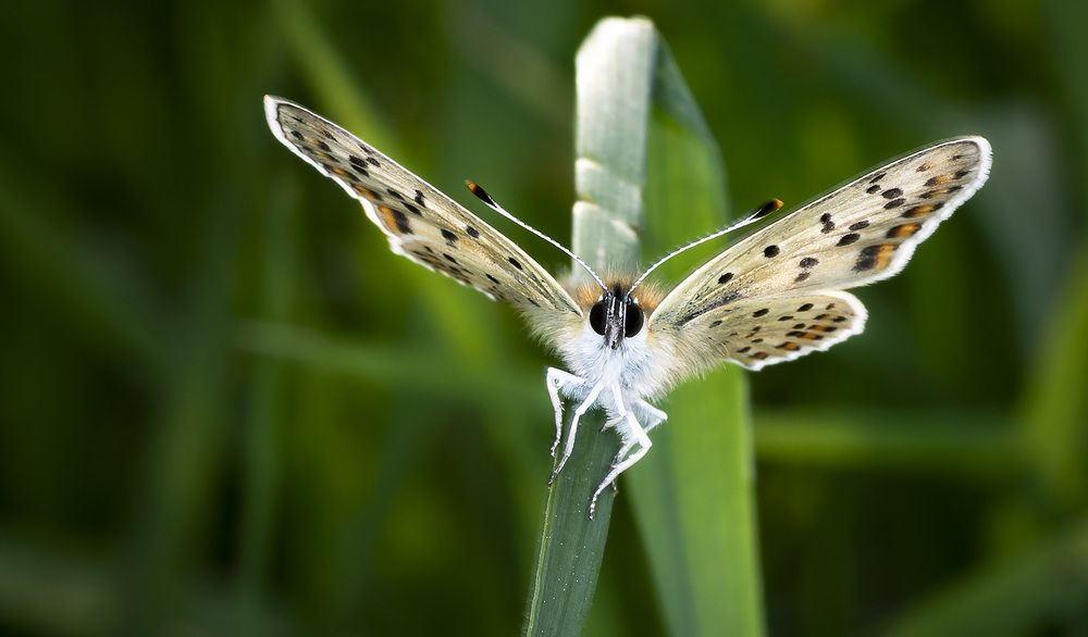 Photograph by Рихард Мисан