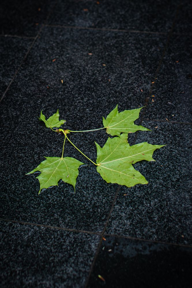 Photograph by Дмитрий Хорошилов