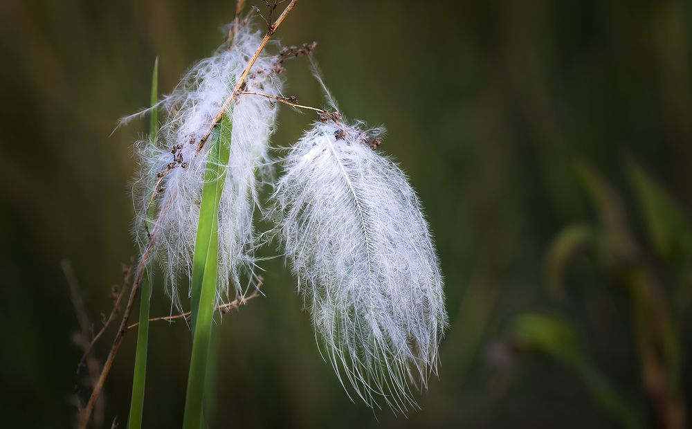 Photograph by Рихард Мисан
