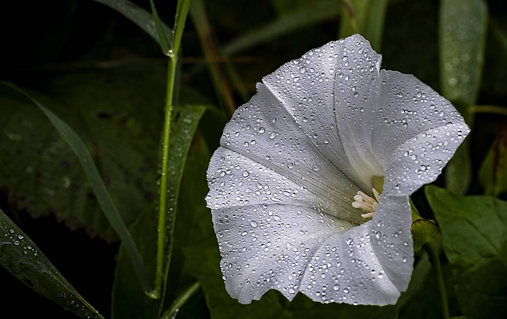 Photograph by Рихард Мисан