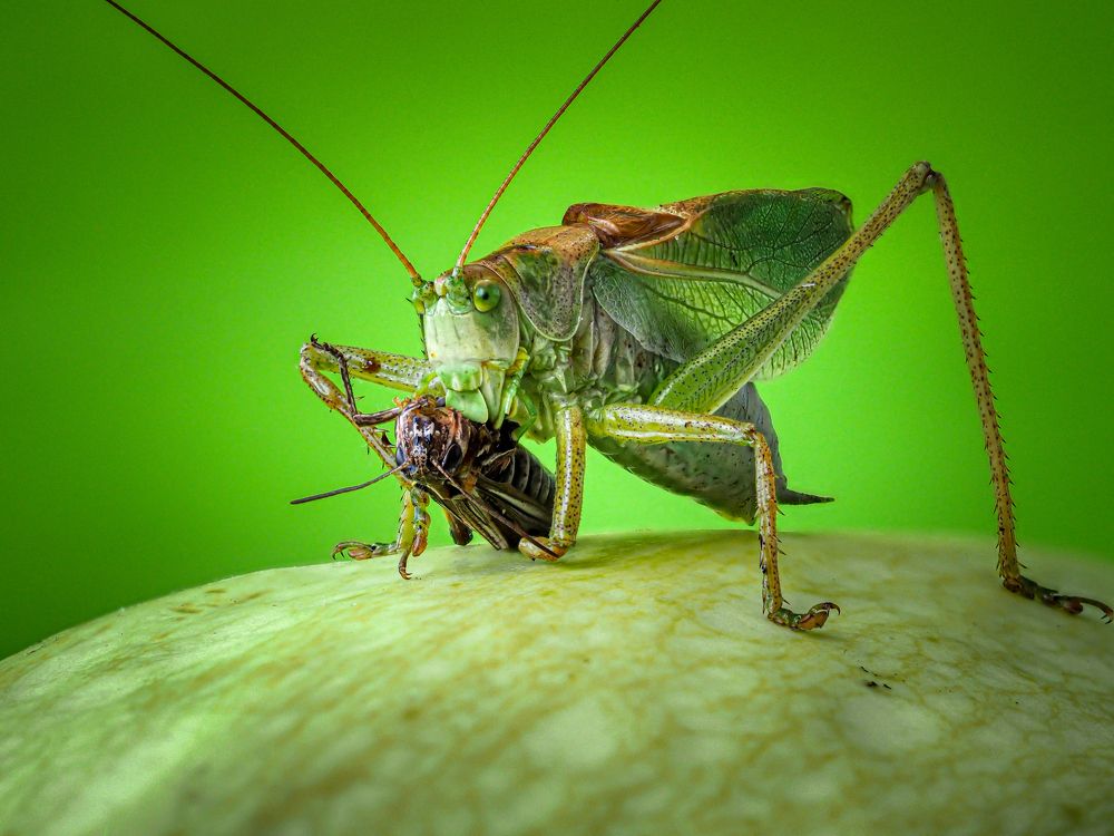 Зелёный разбойник.