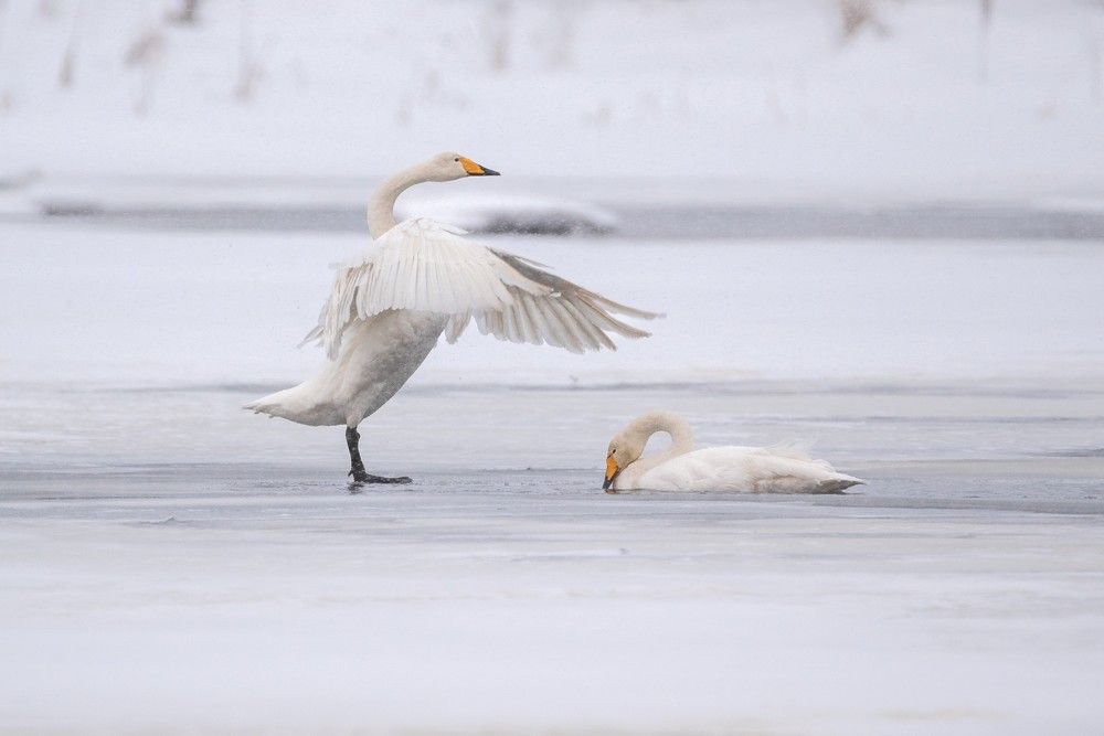 Photograph by Анна Стрелковская