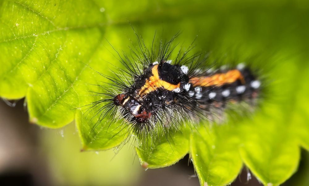 Photograph by Рихард Мисан