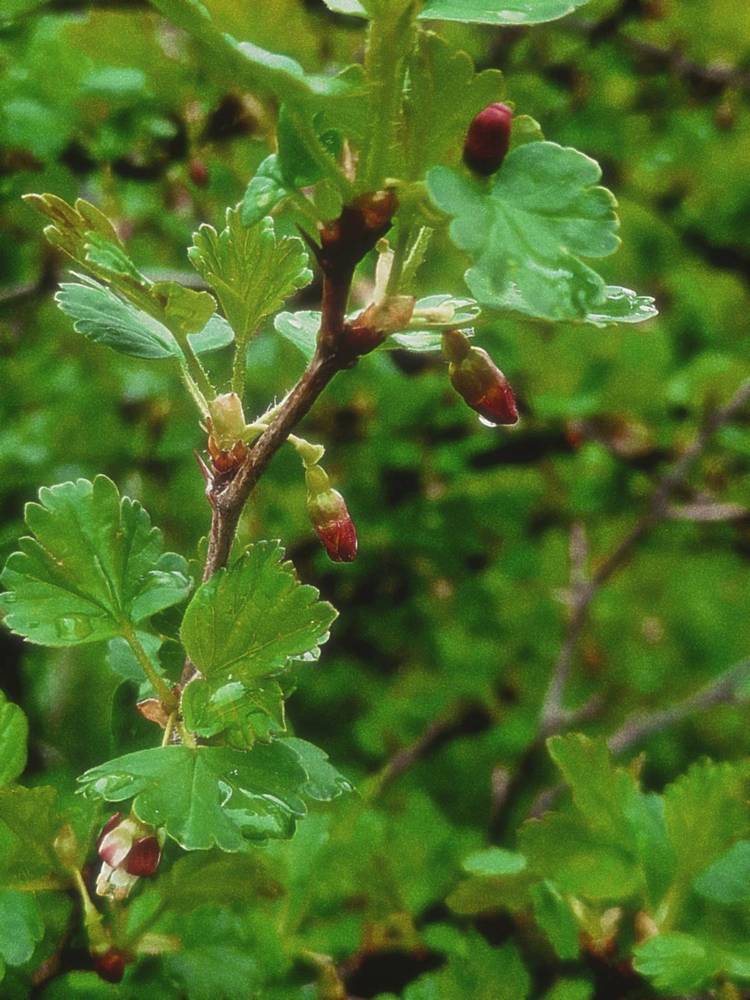 Photograph by Елена Аникеева