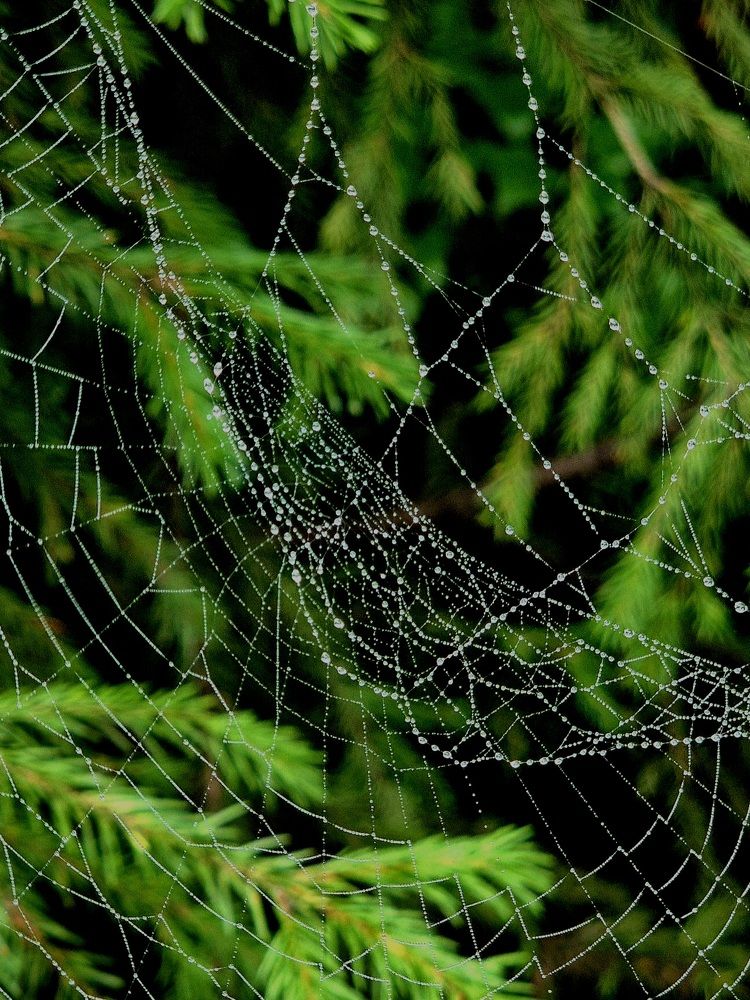 Photograph by Елена Аникеева