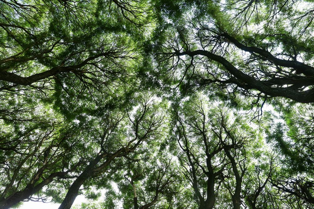 Photograph by елена