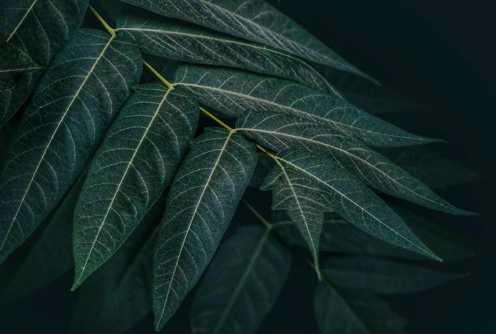 Фотография автора reza ahmadi