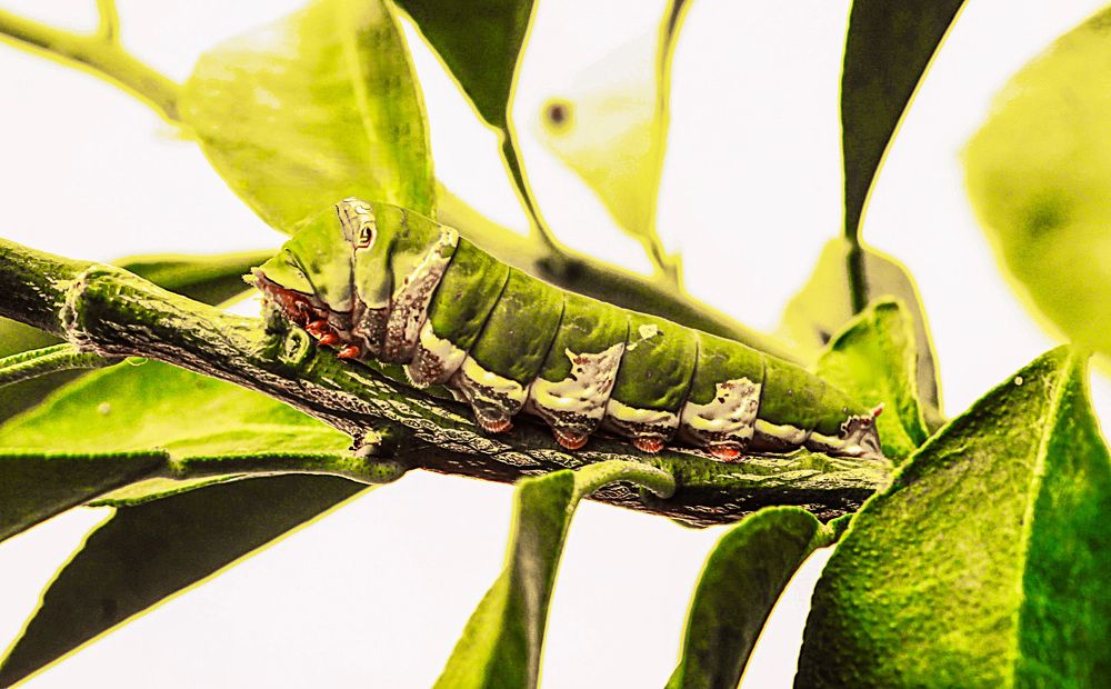 Фотография автора Nadarajan Lakshmanswamy