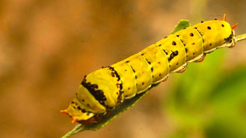 Фотография автора Nadarajan Lakshmanswamy